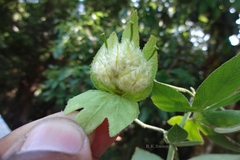 Dalechampia scandens var. velutina